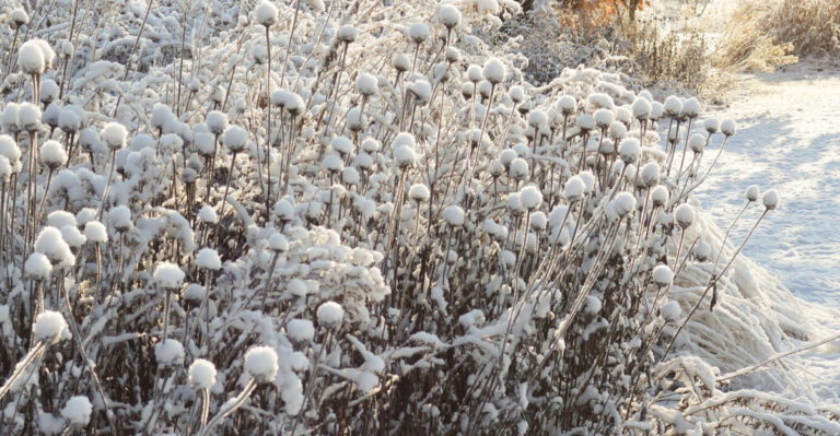 plants in the winter (featured image)