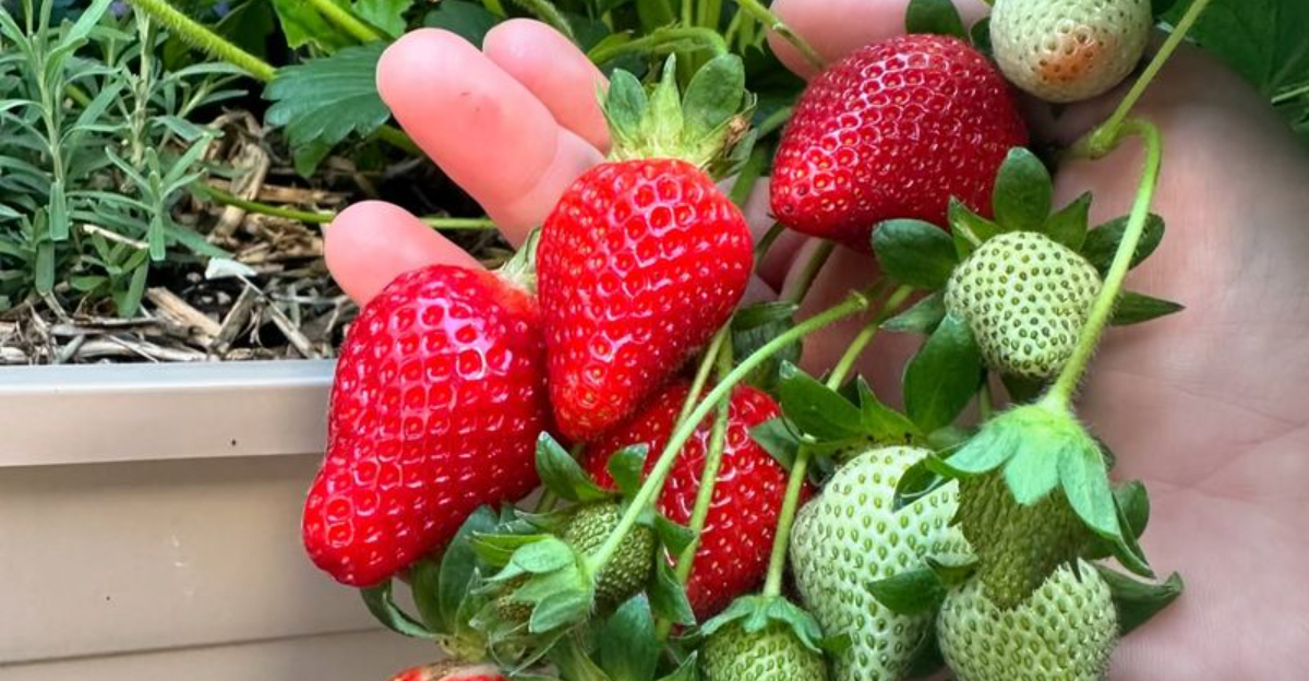 fresh strawberries