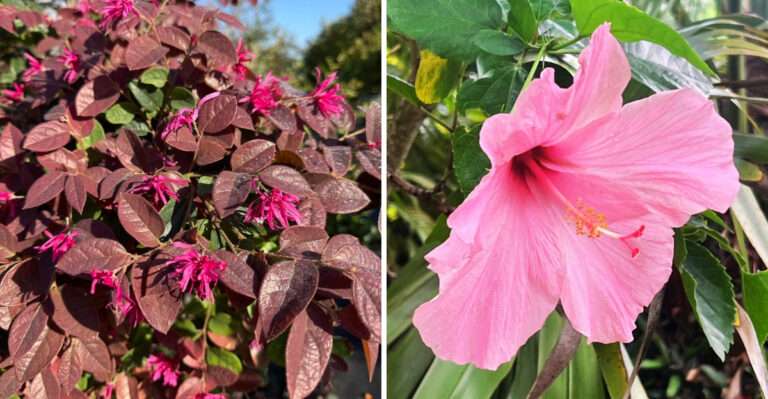 chinese fringe flower and loropetalum