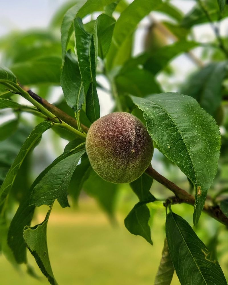 Thin Developing Peaches Early To Reduce Competition