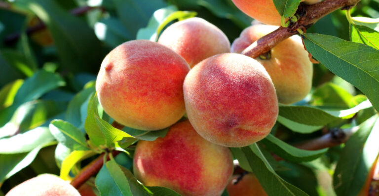 peach tree (featured image)