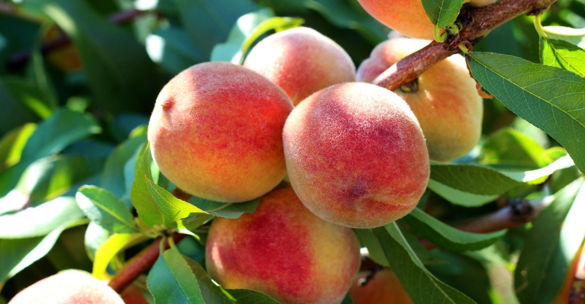 peach tree (featured image)