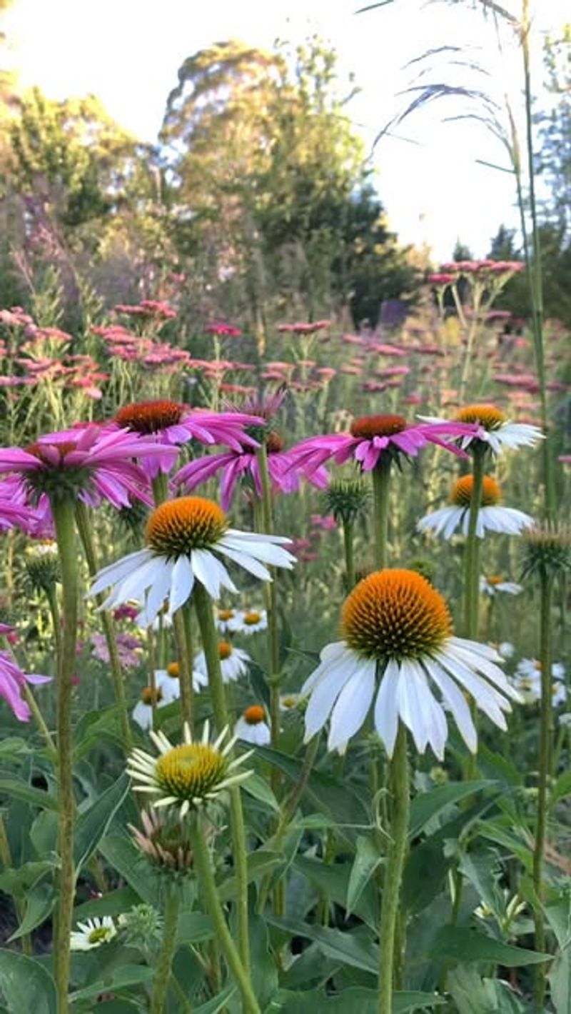 Plant Native Wildflowers for Year-Round Color