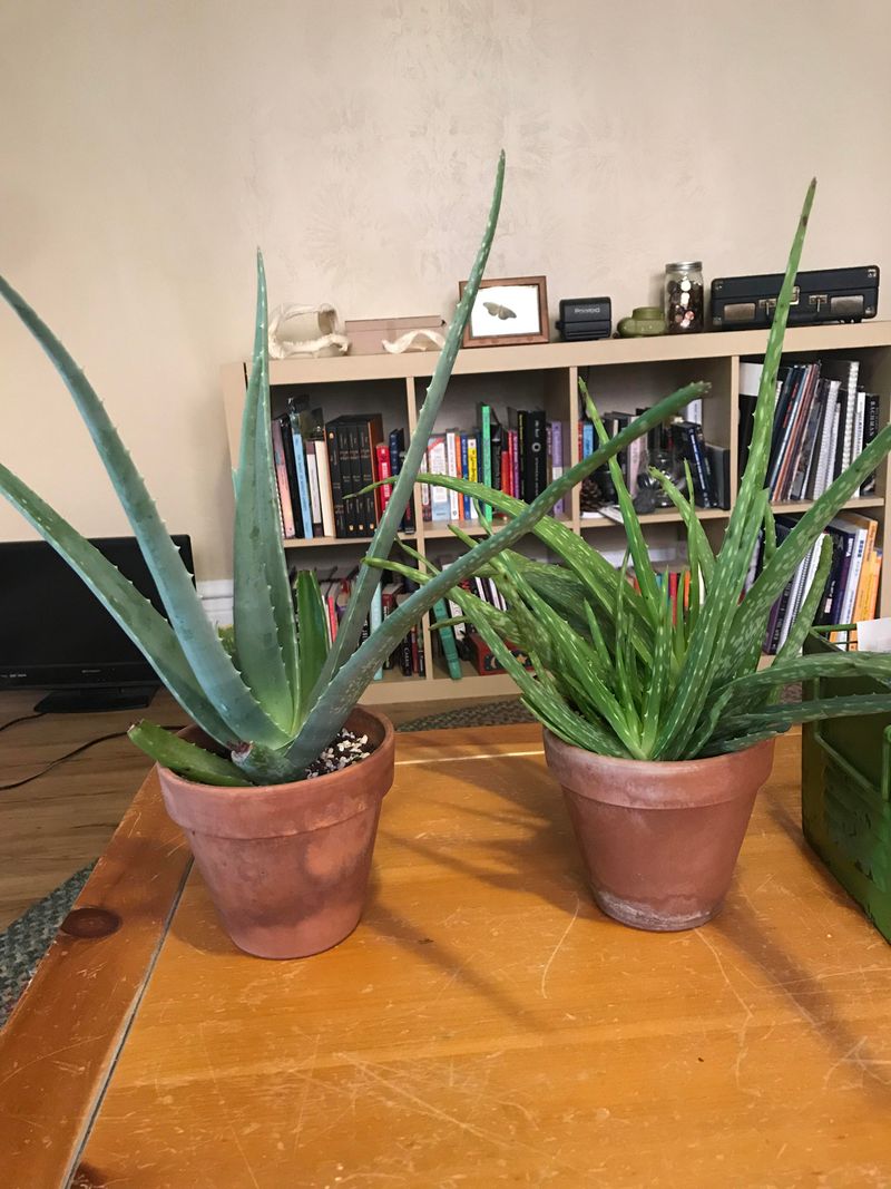 Choose A Container With Drainage Holes