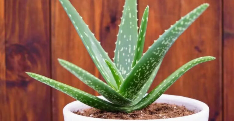 aloe vera in pot