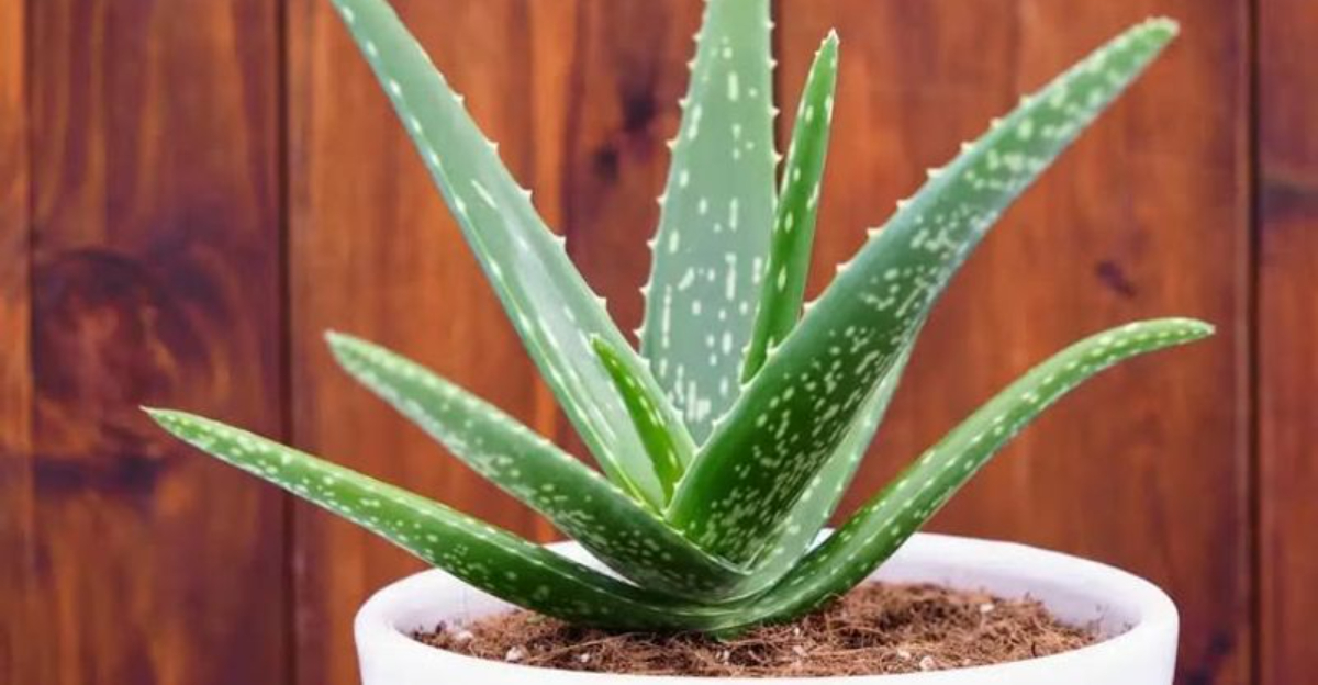aloe vera in pot