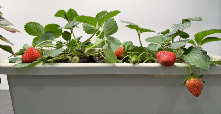 Strawberries (featured image)