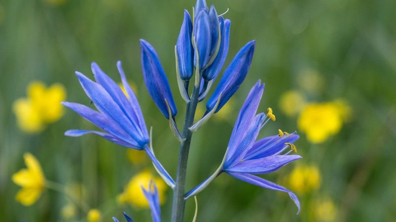 Plant Native Oregon Wildflowers For Year-Round Color