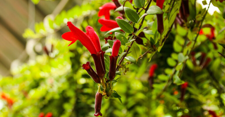 lipstick plant (featured image)