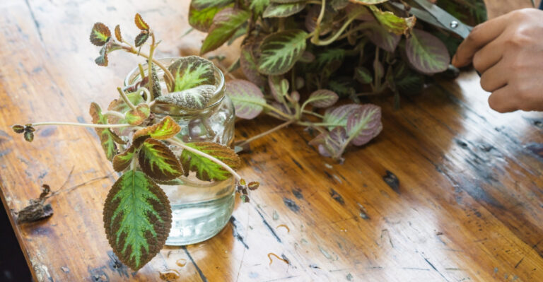 plant propagation (featured image)