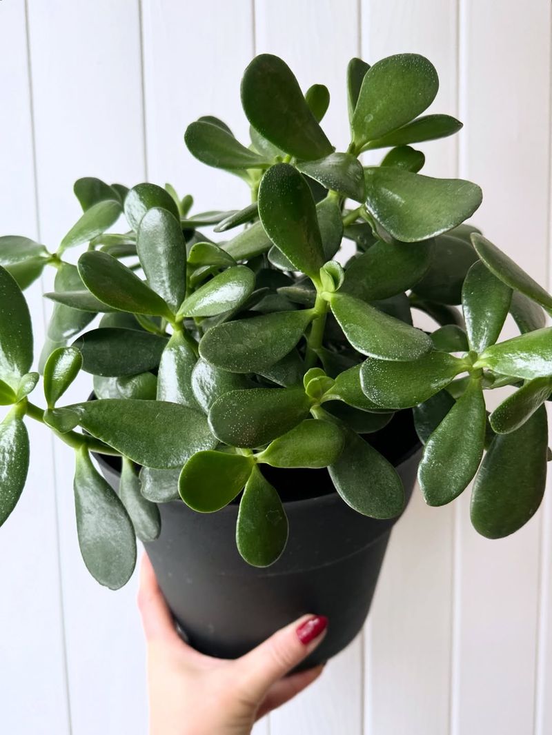 Master the Art of Deep but Infrequent Watering