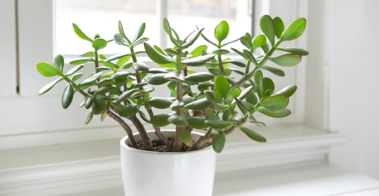 jade plant (featured image)