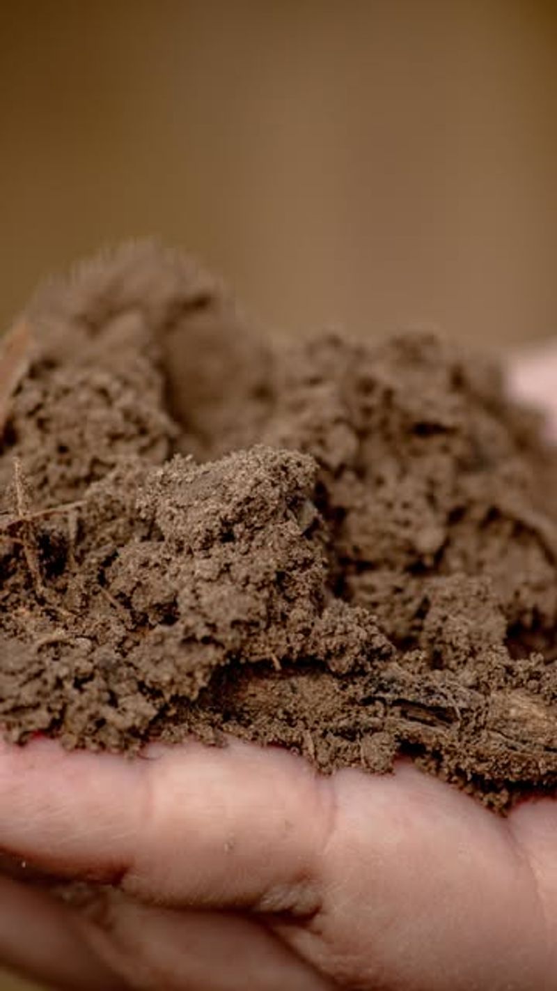 Loamy Garden Soil