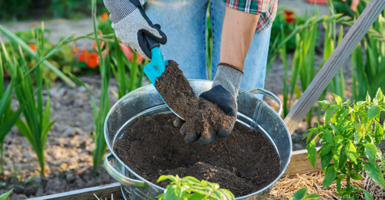 garden (featured image)