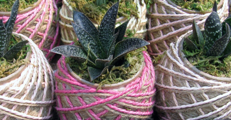 plants (featured image)