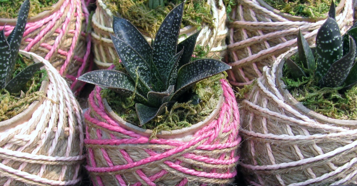 plants (featured image)