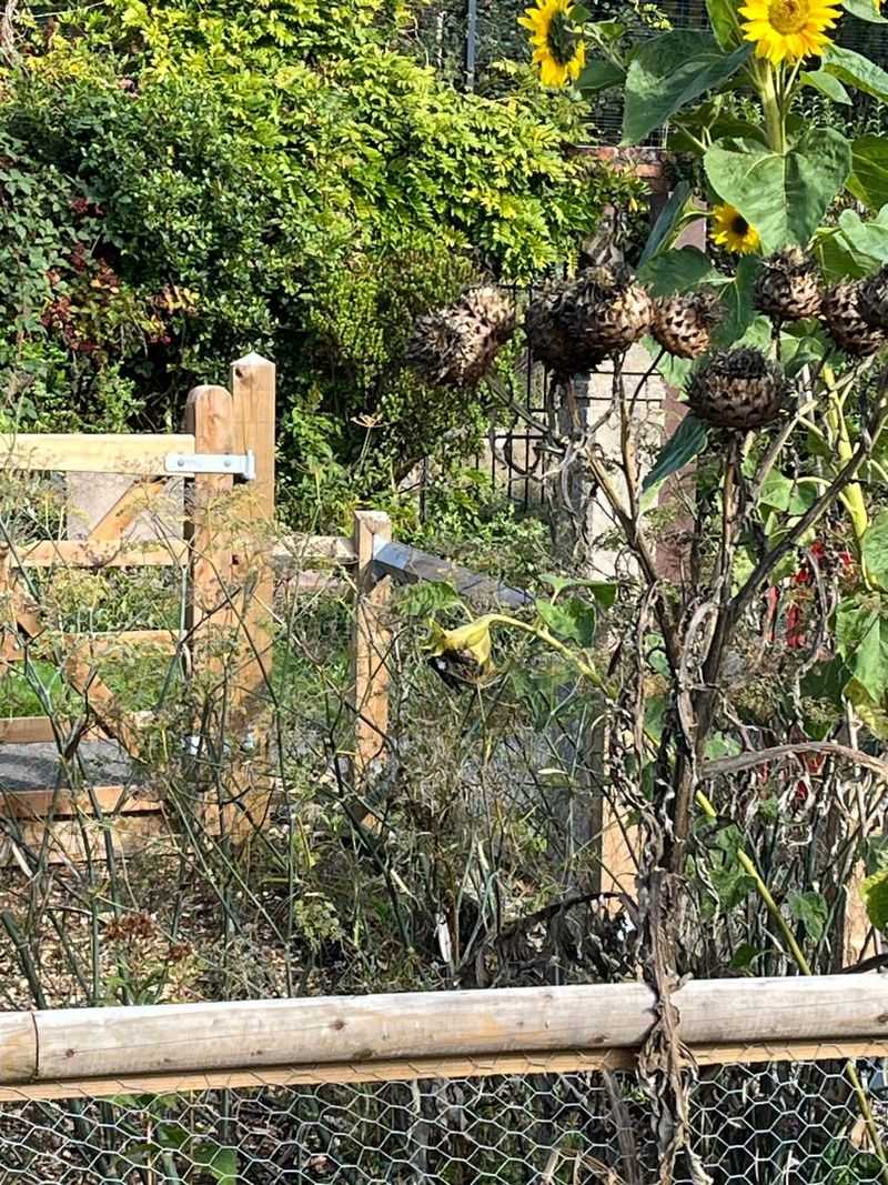 Birds Find Winter Food Sources Throughout Your Garden