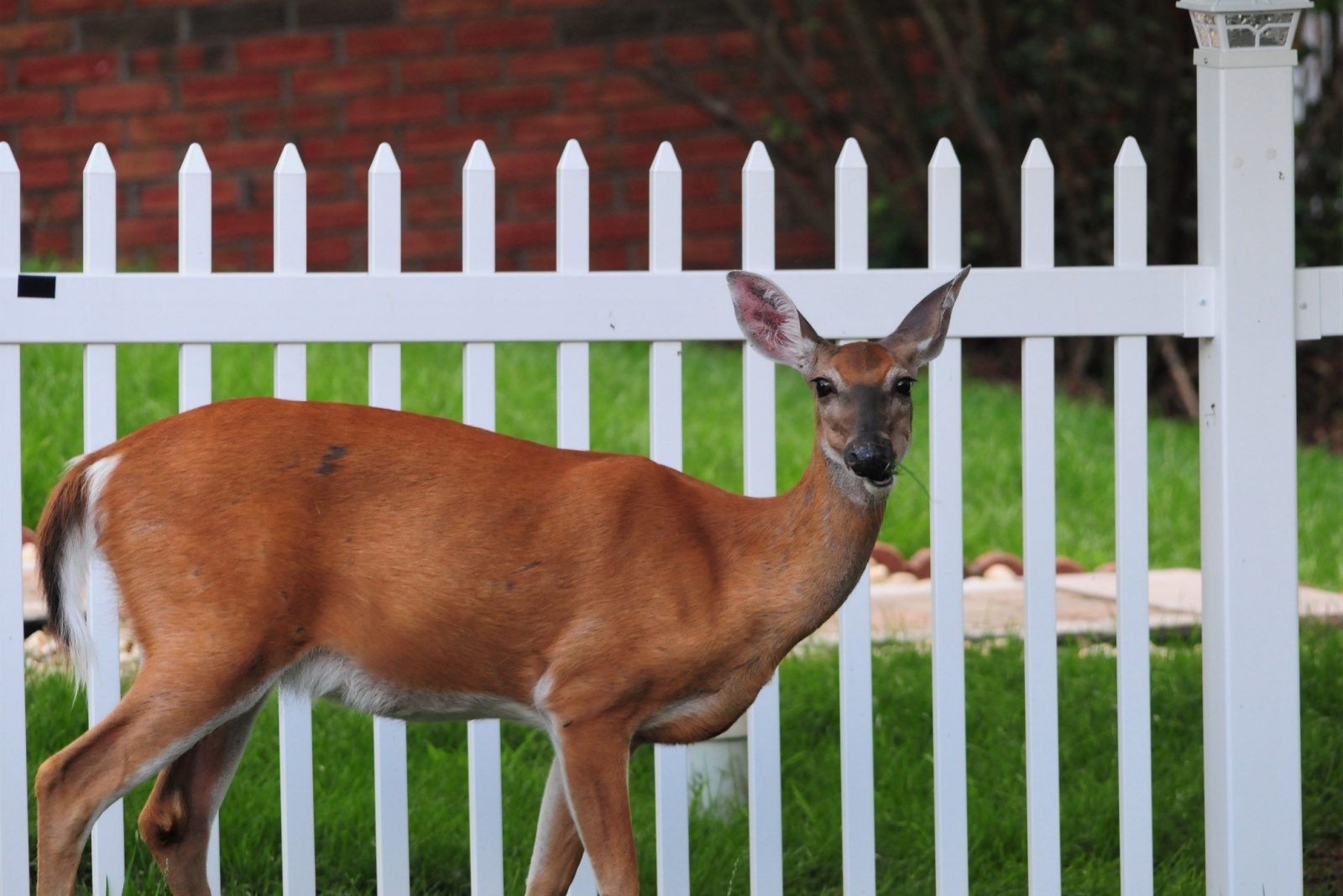 deer in yard