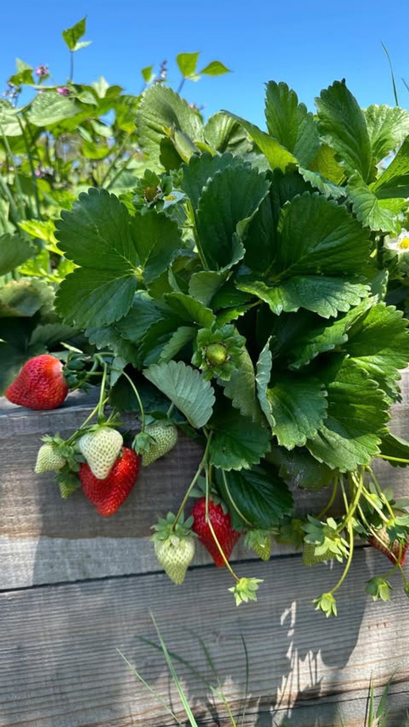 Choose Day-Neutral Strawberry Varieties