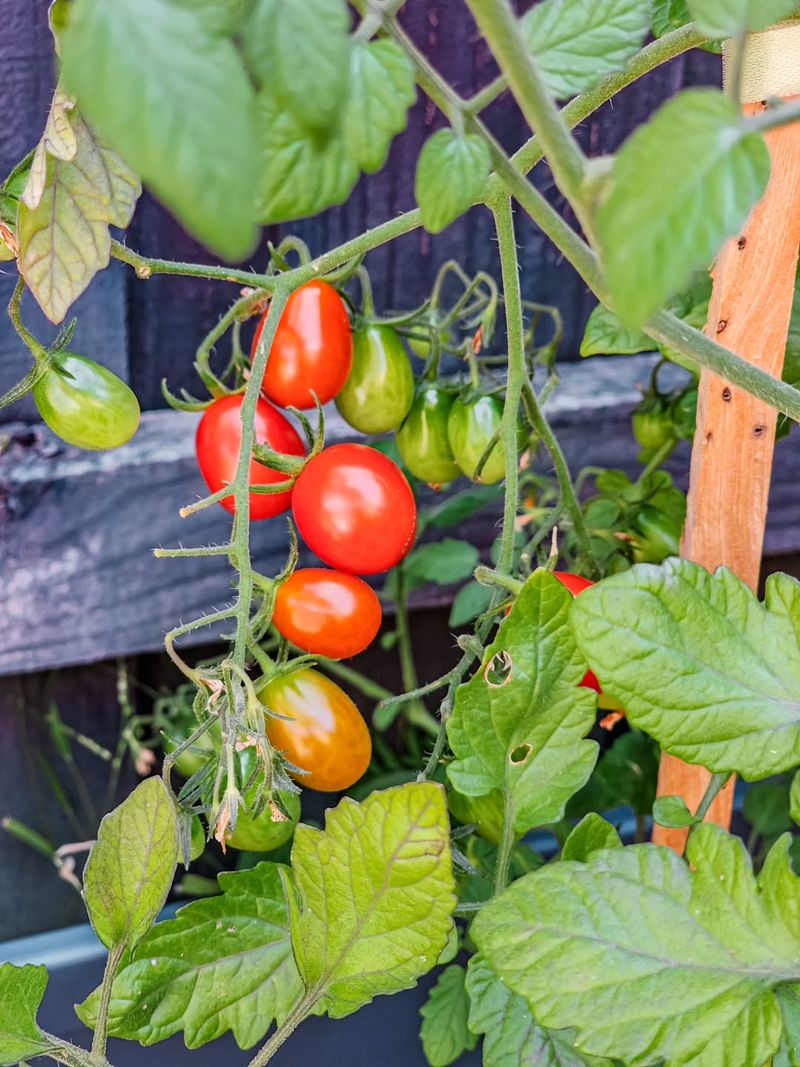 Why Tomatoes And Basil Are Natural Companion Plants