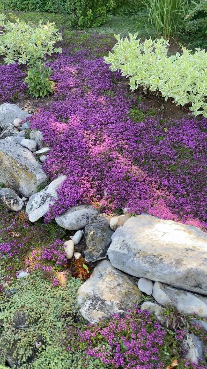 Plant In Full Sun To Handle Cool Temperatures