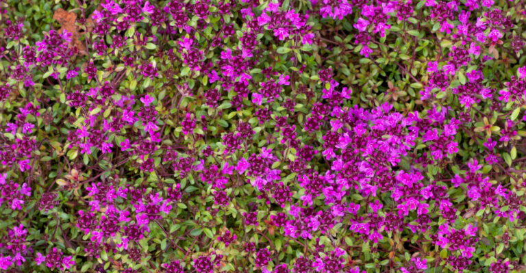 red creeping thyme (featured image)