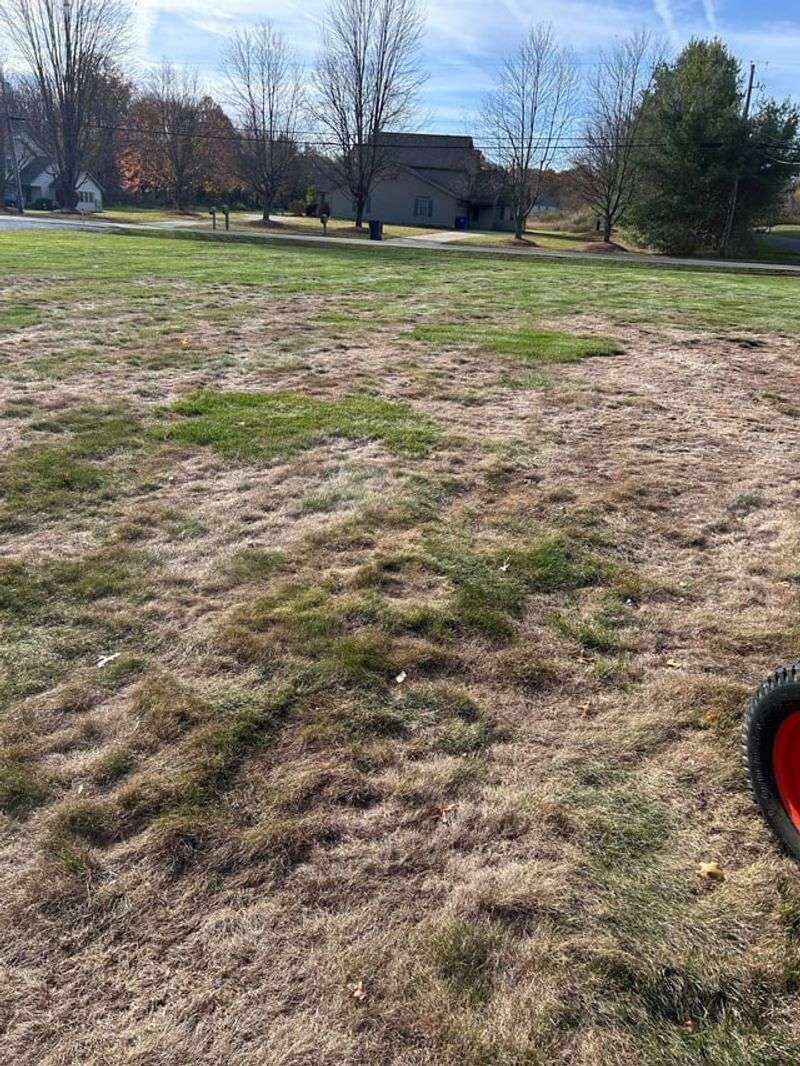 Bare Patches That Keep Getting Bigger