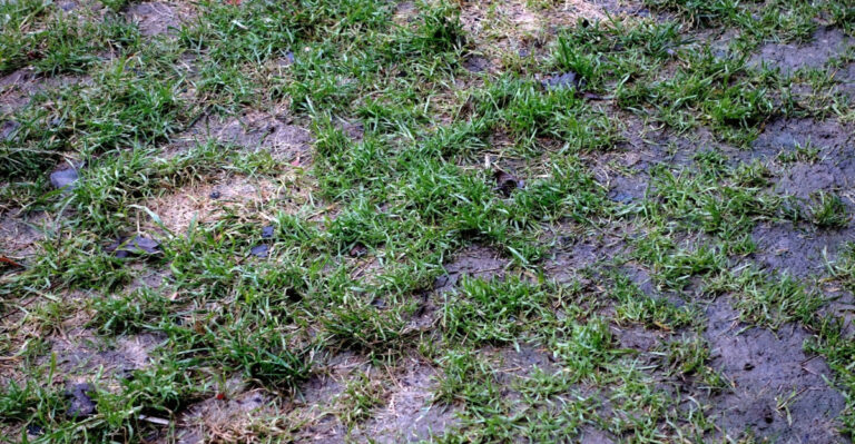 wet lawn