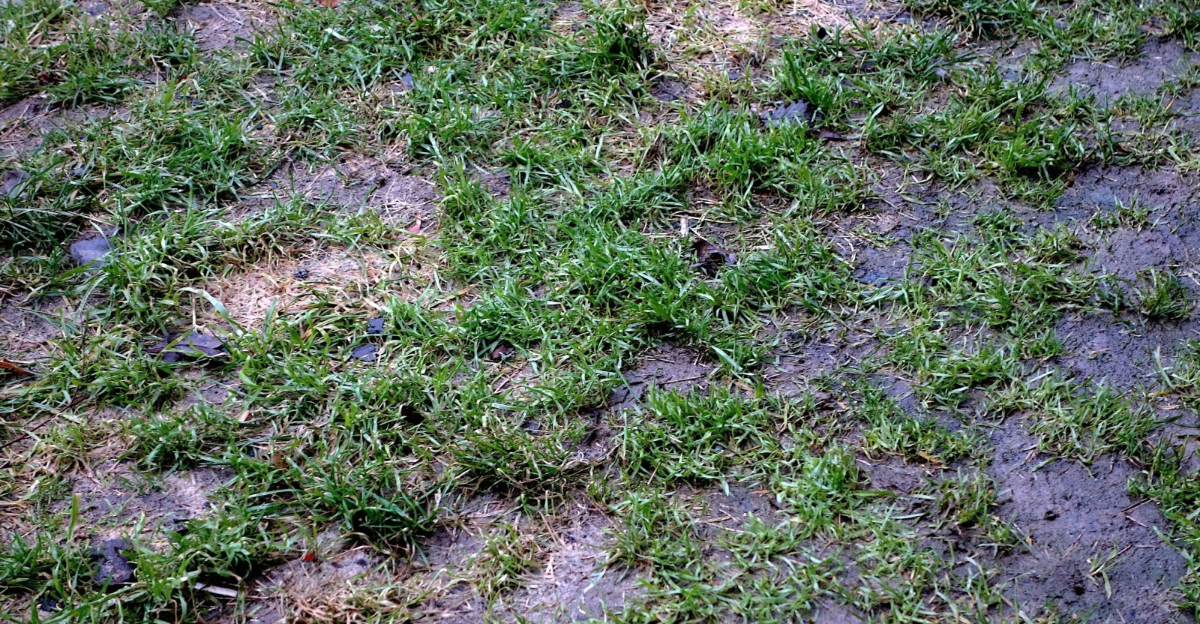 wet lawn