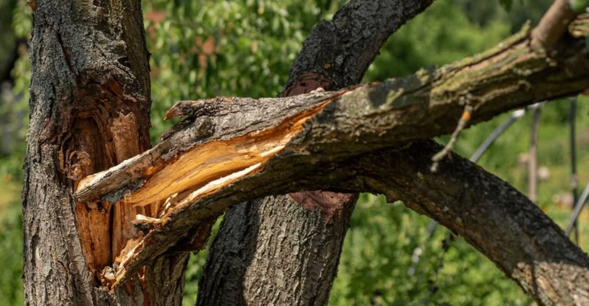 damaged tree branch