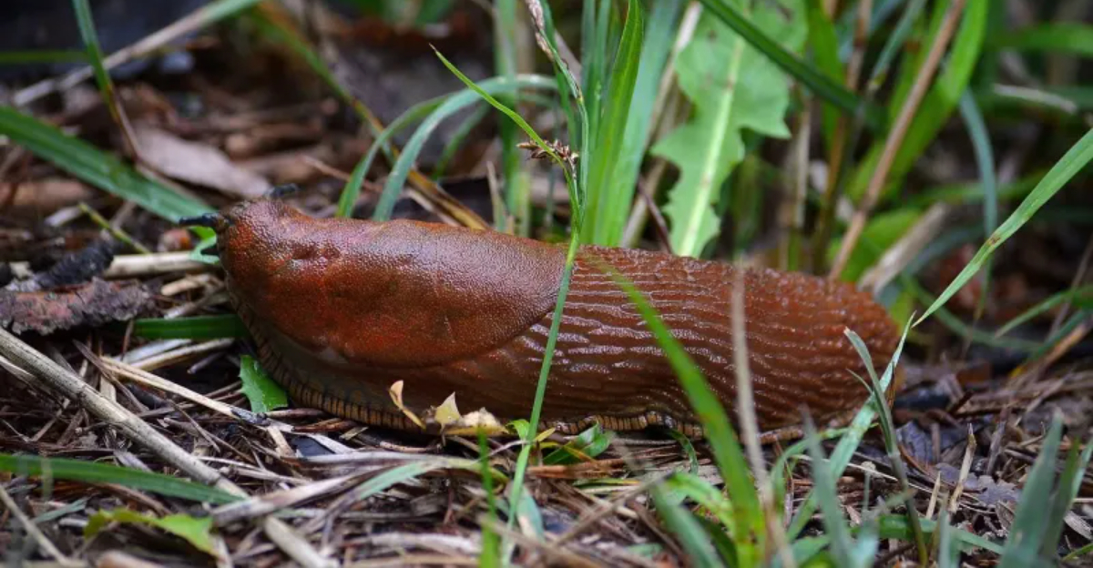 8 Ways Oregon Gardeners Are Ending Slug Problems Before Spring Arrives