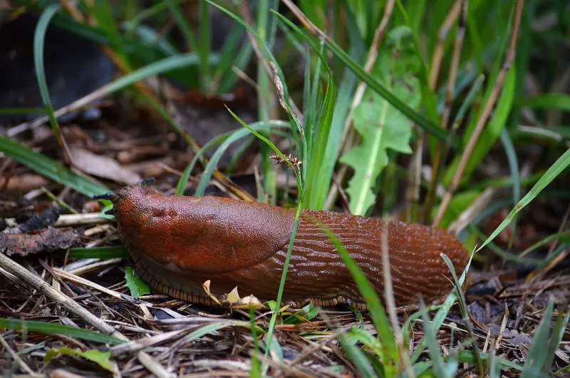 Winter Garden Cleanup Removes Slug Hiding Spots