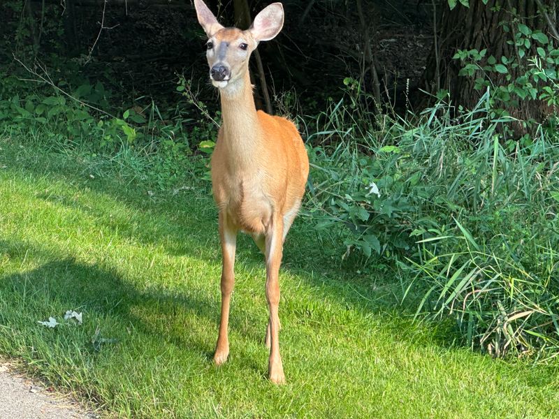 Make Noise To Encourage Them To Move Along