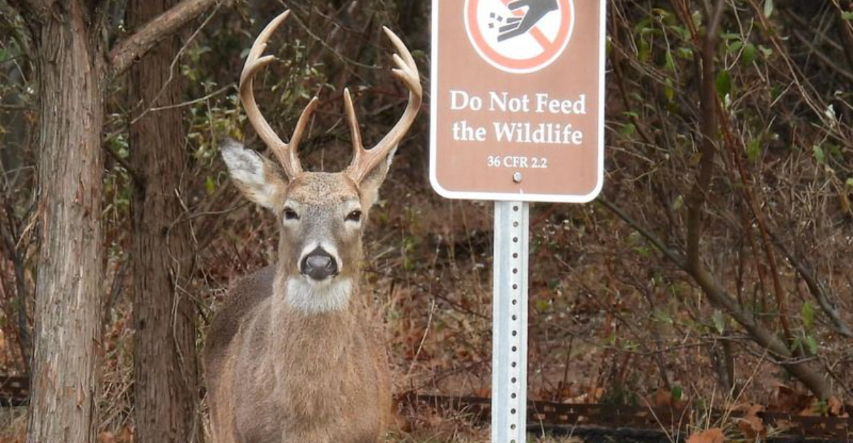 deer in yard and a sign