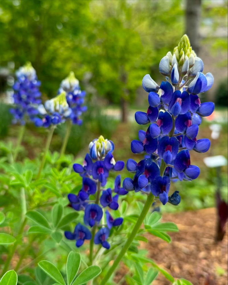 Bluebonnets