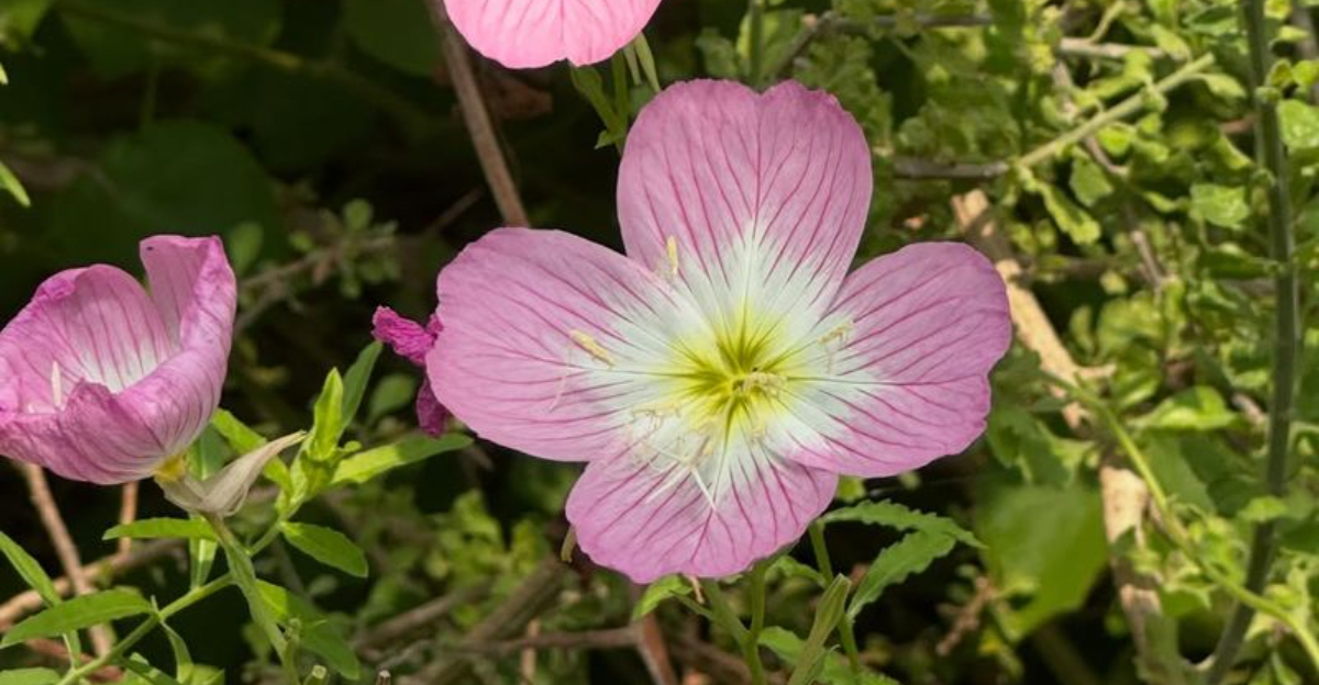 texas primrose