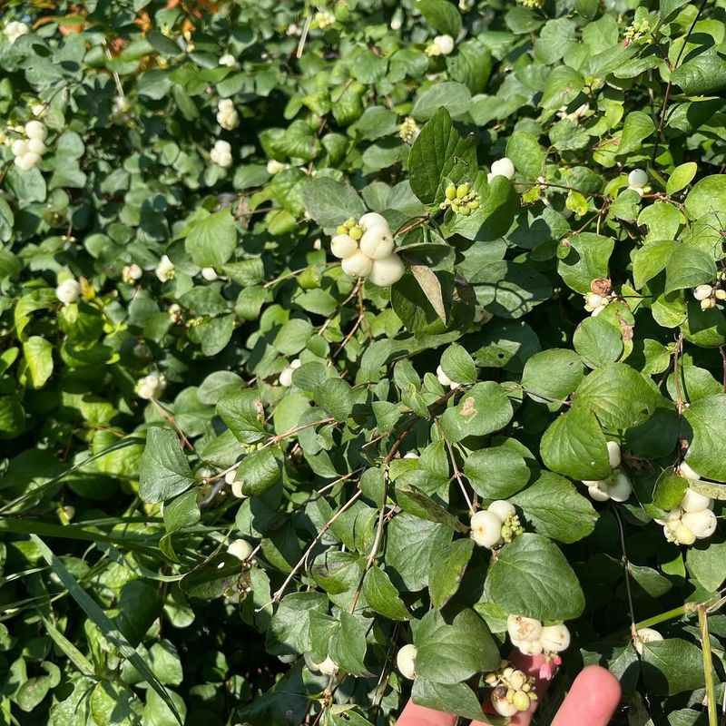 9. Snowberry (Symphoricarpos albus)