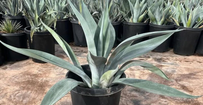 agave in pot