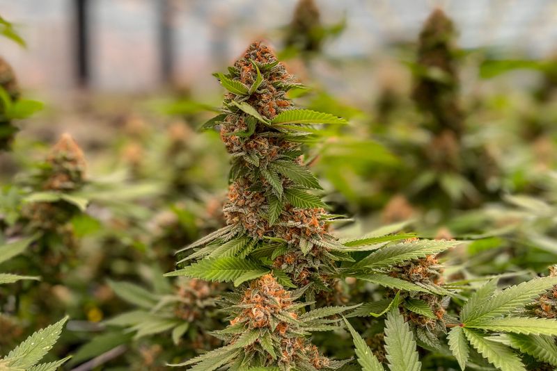 Cannabis And Hemp Varieties