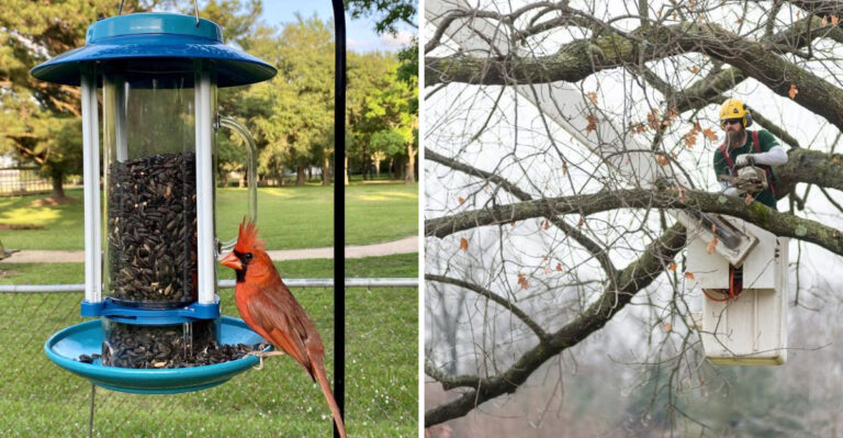 cardinal on a bird feeder, and man prunes a tree