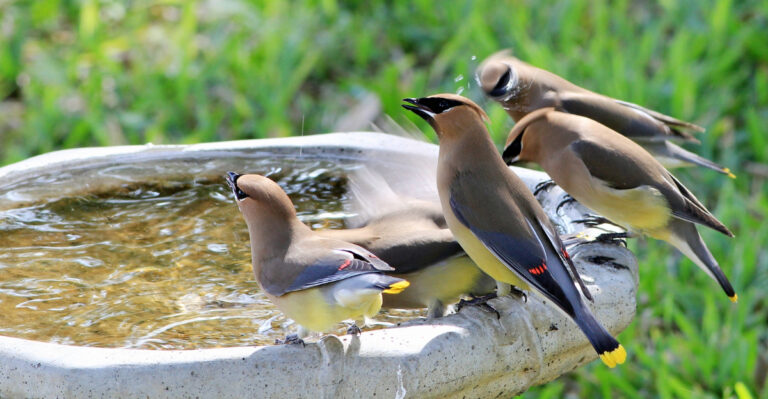 birds (featured image)