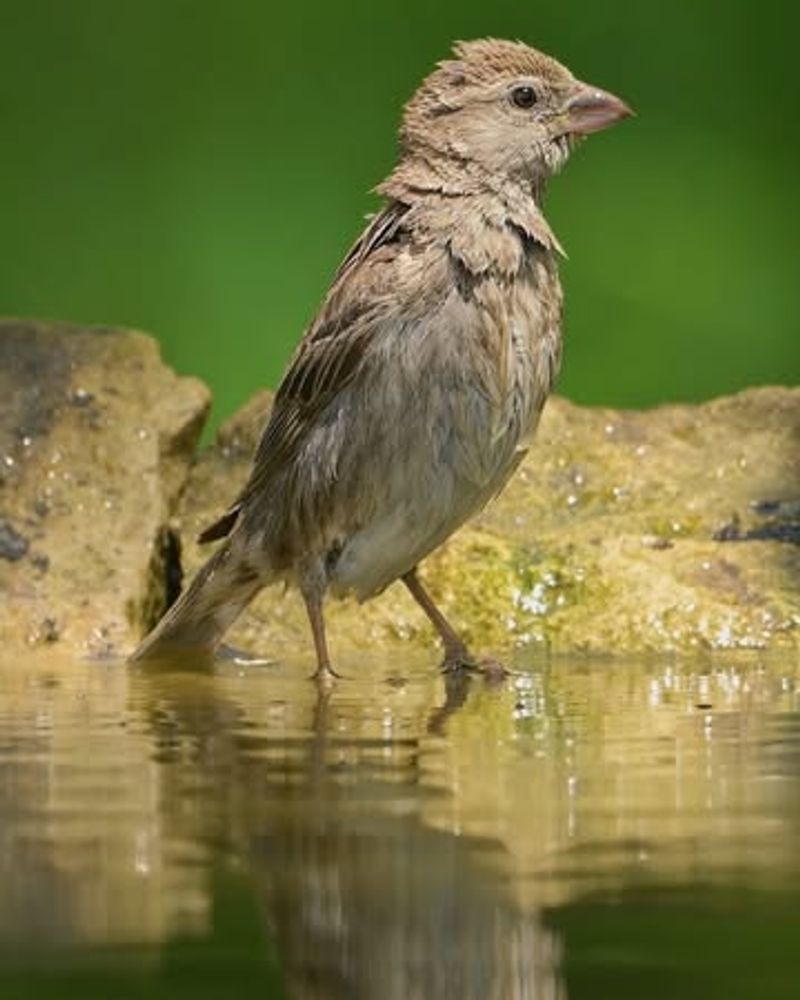 Offer Fresh, Shallow Water Sources