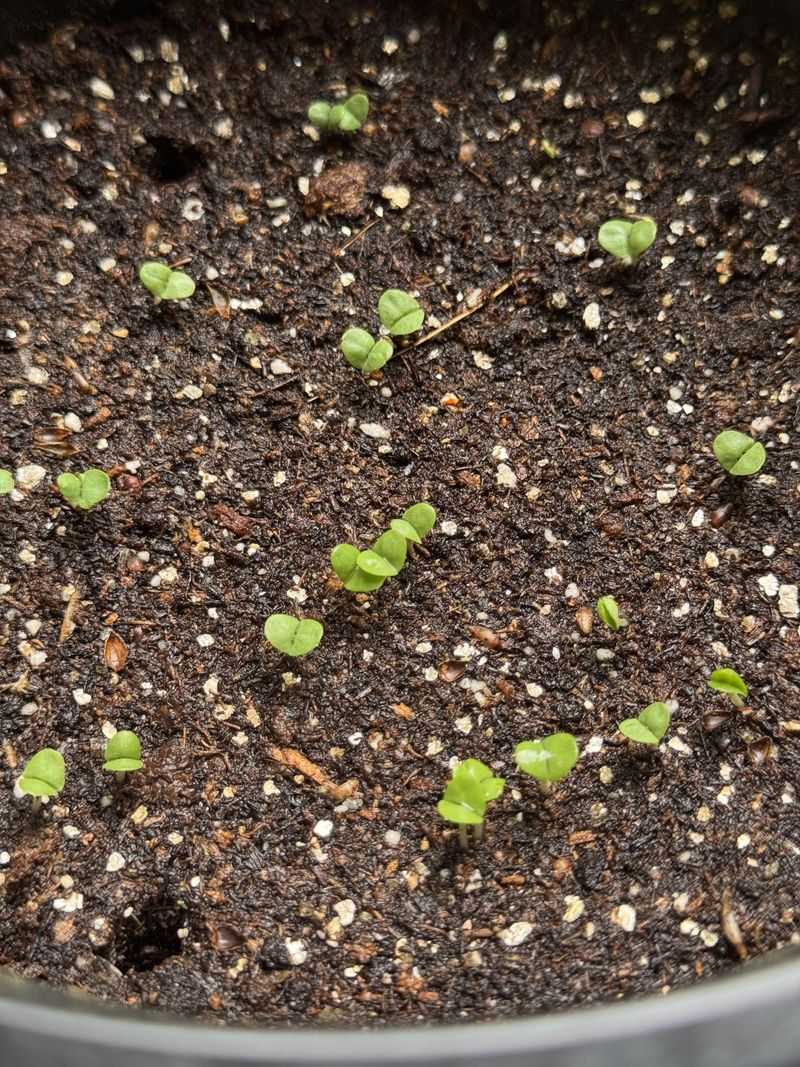 Planting Basil Outdoors Too Early