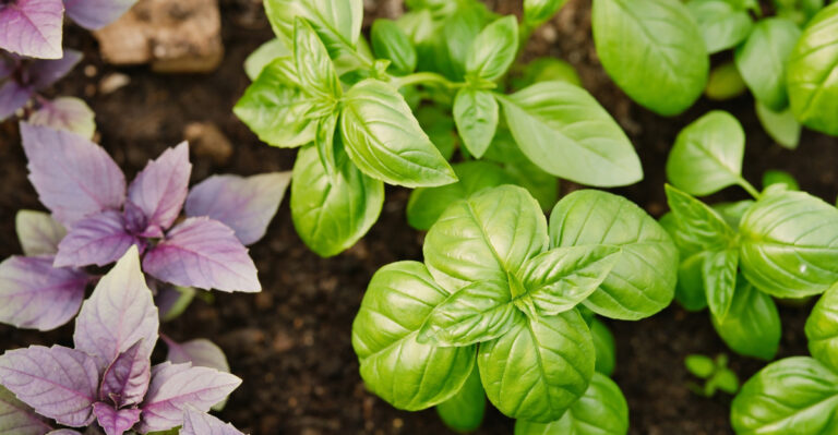 basil (featured image)