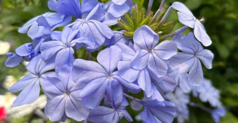 plumbago flower