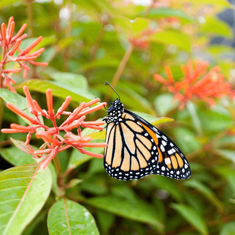 Firebush Brings Nonstop Color And Wildlife Action