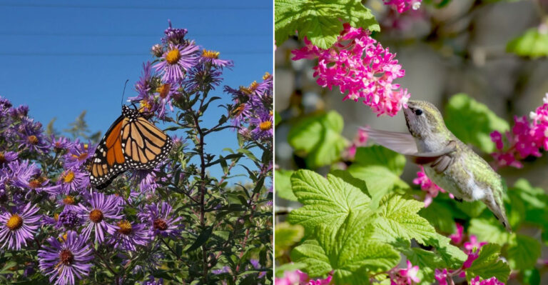 pollinators on flowers