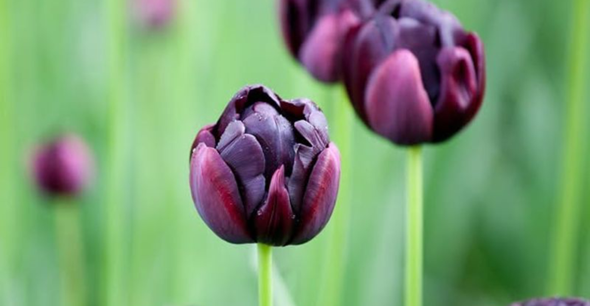 black tulip