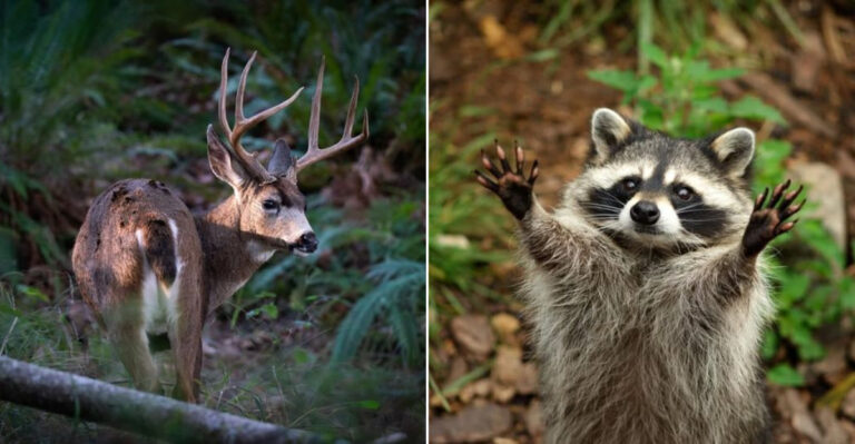 black tailed deer and a raccoon