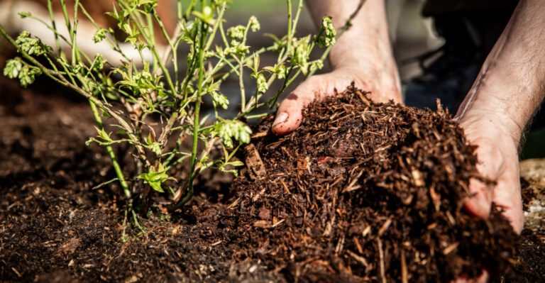 mulching plants (featured image)